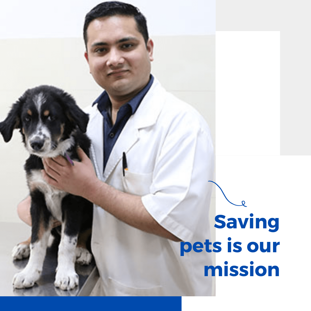 Best Vets & pet clinic in NCR | CGS Hospital